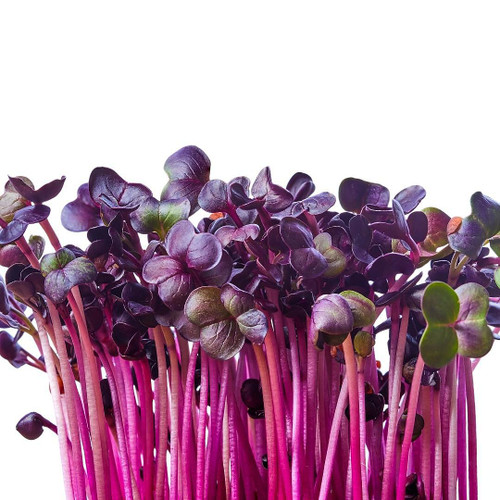 Micro Green Purple Radish