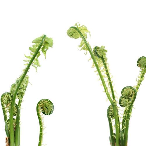Fresh Fiddlehead