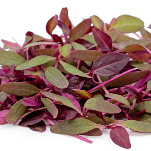 Micro Green Amaranth Red