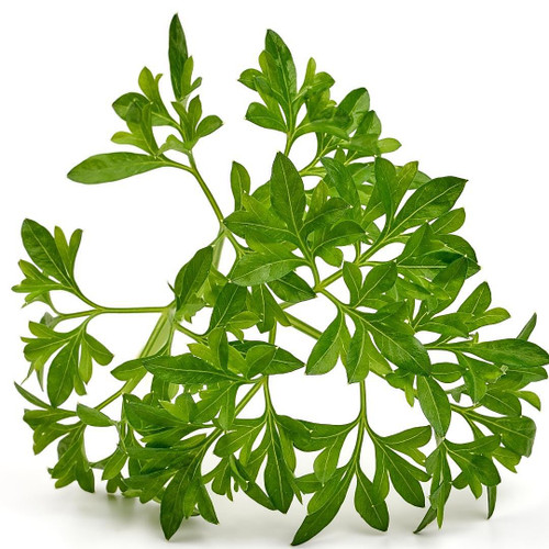 Micro Green Celery Micro Green Celery