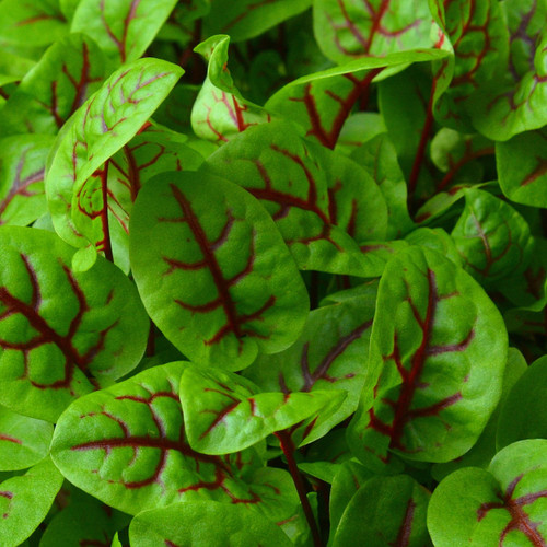 Micro Green Hearts on Fire