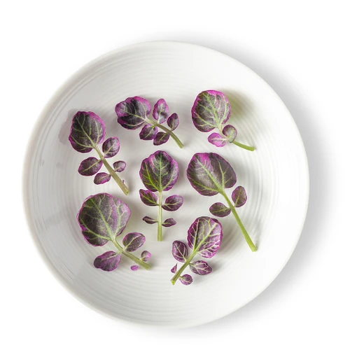 Micro Green Watercress Pink Ice