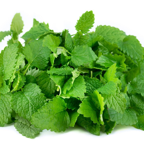 Micro Green Petite Lemon Balm