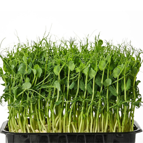 Micro Green Pea Shoots C/G