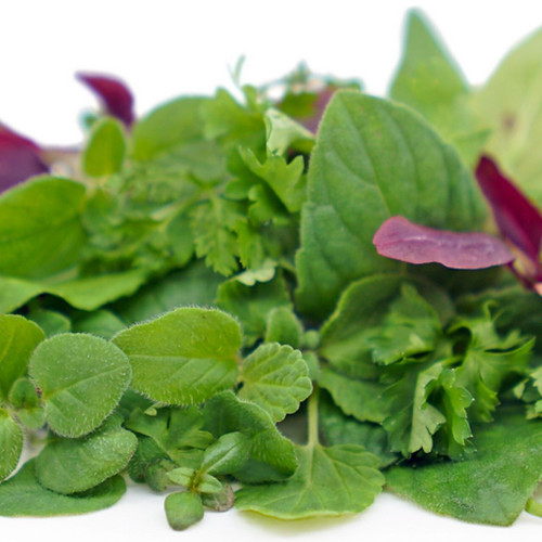 Micro Green Tender Herb Mix Micro Green Tender Herb Mix