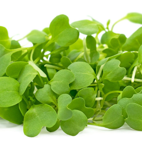 Micro Green Wasabi