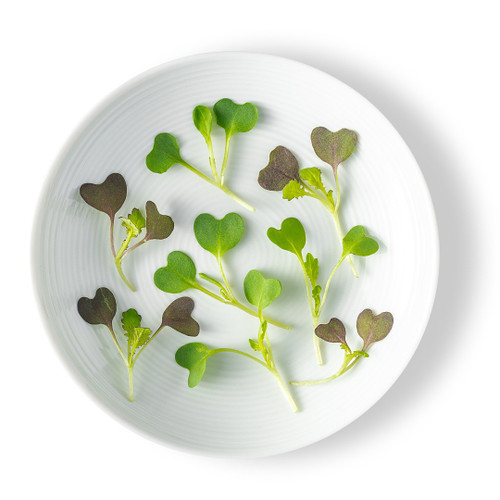 Micro Green Mustard Mix Micro Green Mustard Mix
