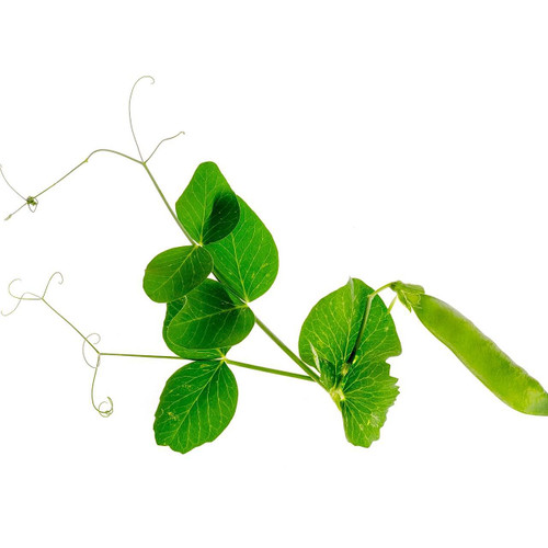 Green Pea Shoots