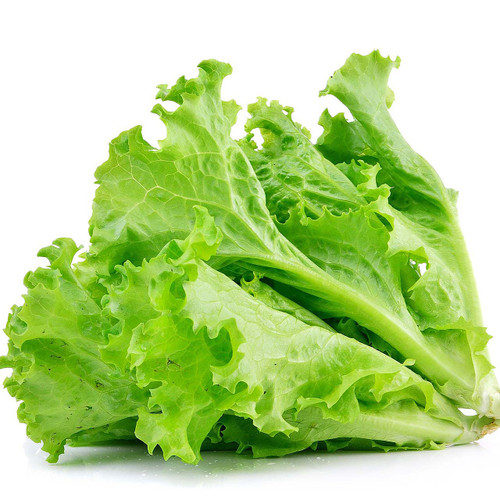 Organic Green Leaf Lettuce