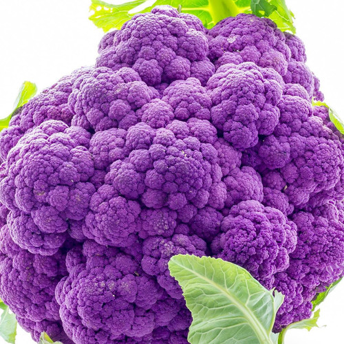 Purple Cauliflower Purple Cauliflower