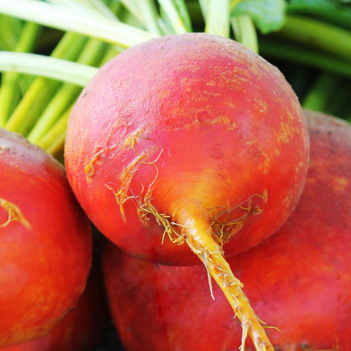 Organic Gold Beet Bunch
