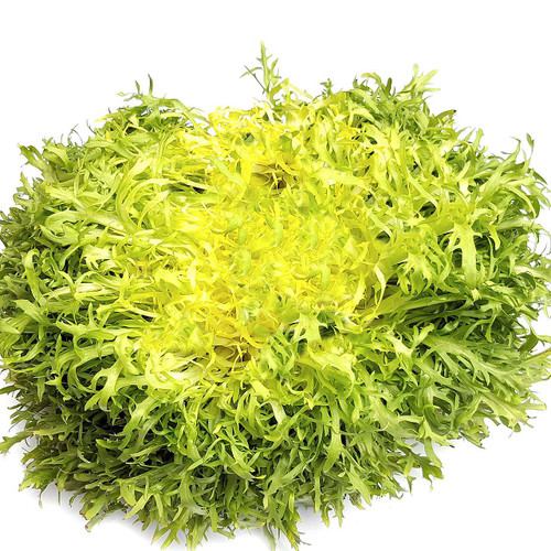 Blonde Frisee Lettuce Blonde Frisee Lettuce