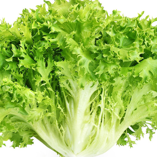Baby Frisee Lettuce