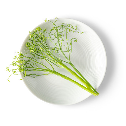 Micro Green Pea Tendril Green