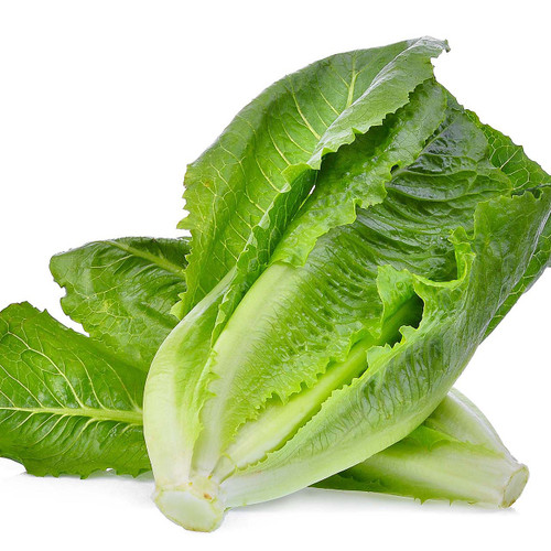 Organic Romaine Lettuce