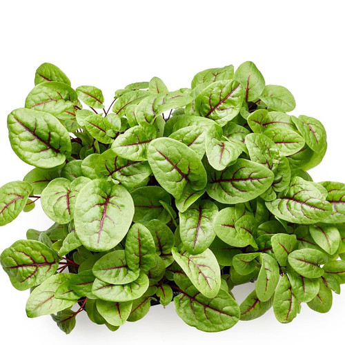 Micro Green Sorrel Red