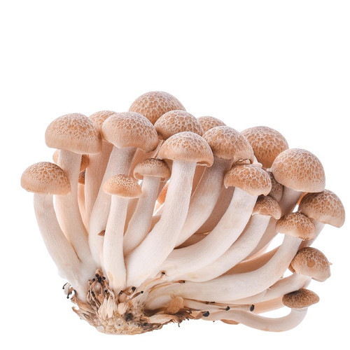 Organic Bunashimeji Mushrooms