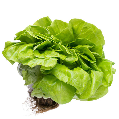 Organic Living Butter Lettuce