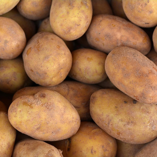 Large Kennebec Potato