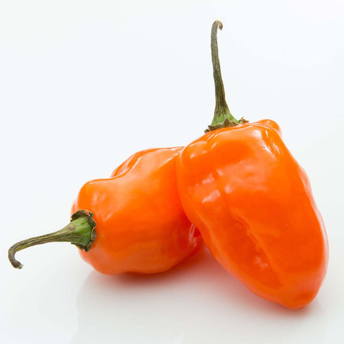 Orange Habanero Pepper
