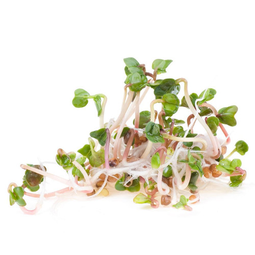 DAI03# | Daikon Radish (3#) - Pacific Coast Fresh Co.