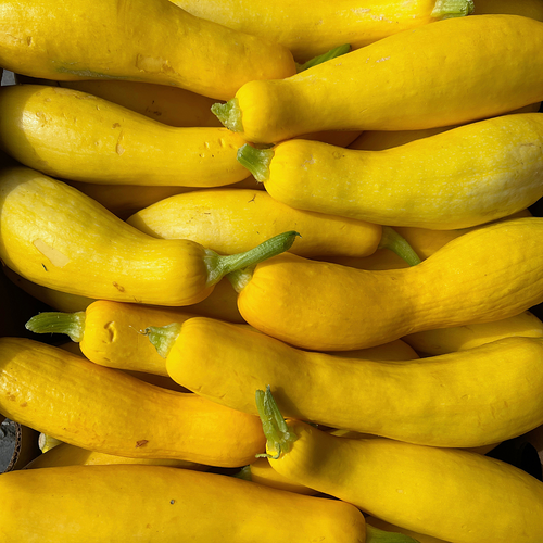 Organic Yellow Squash