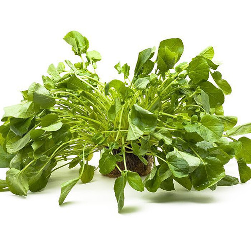 Living Upland Cress