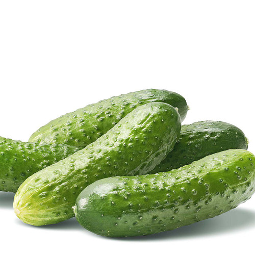 Organic Pickling Cucumber