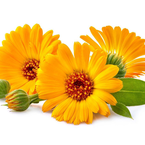 Edible Calendula Flower