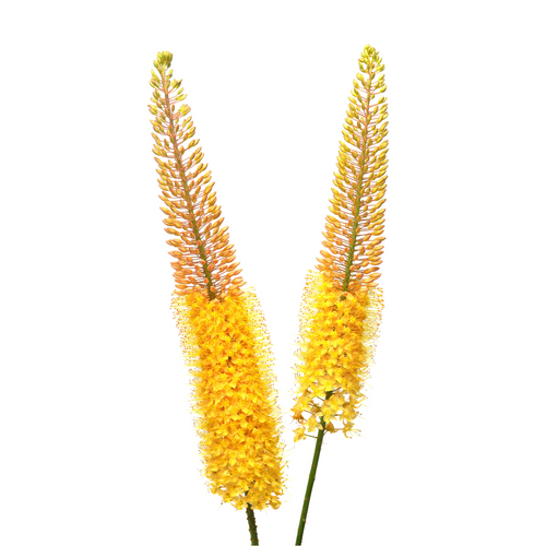 Eremurus Flower