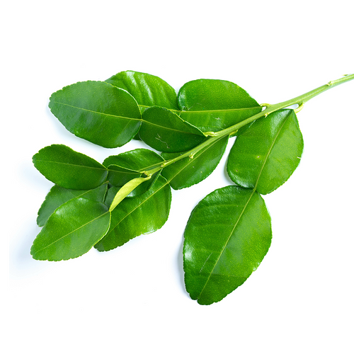 Lime Leaf