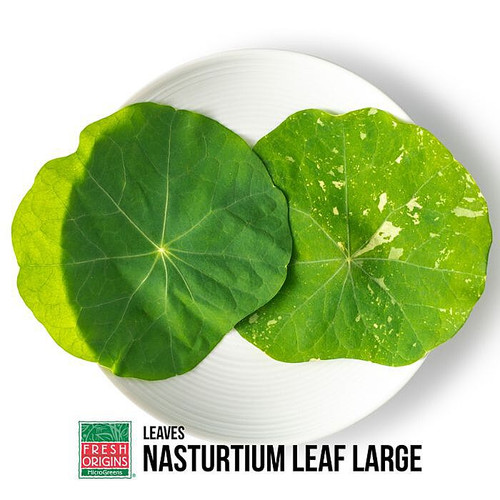 Nasturtium Leaf