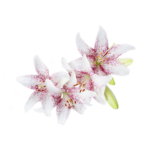 Novelty Lily Flower