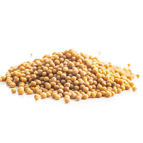 Yellow Mustard Seed