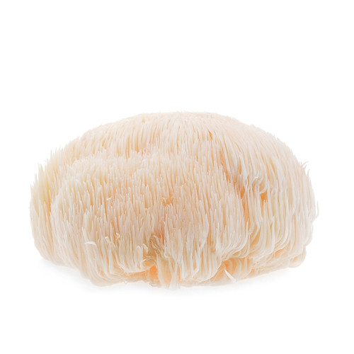 Organic Lion Mane Mushroom