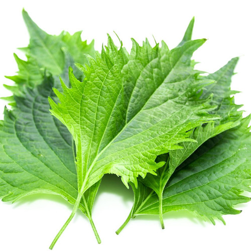 Shiso Leaf