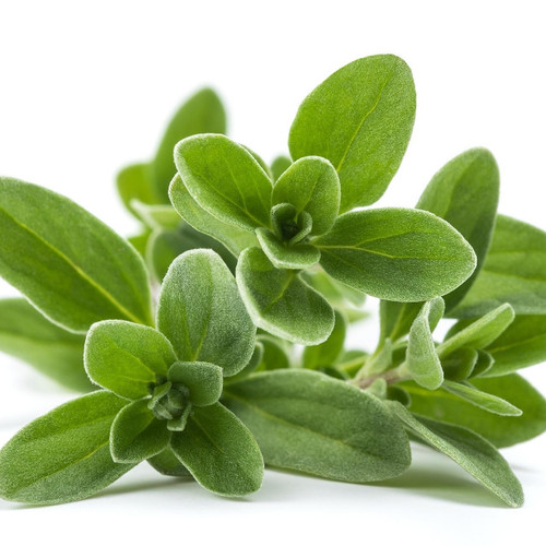 Organic Marjoram