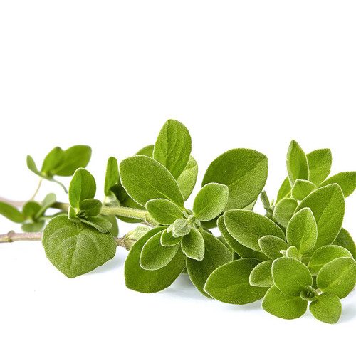 Organic Oregano