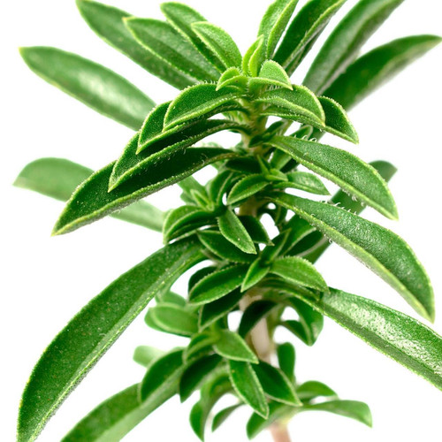 Organic Savory Herb