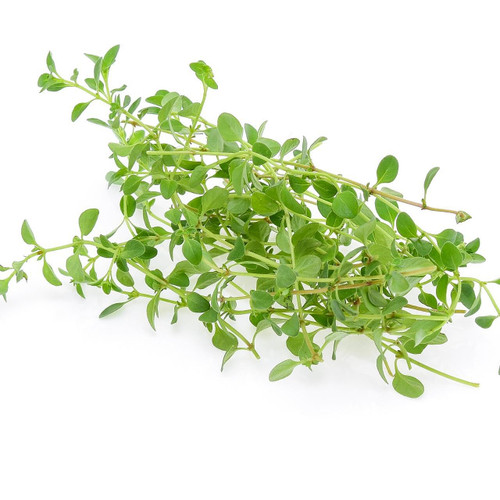 Organic Lemon Thyme