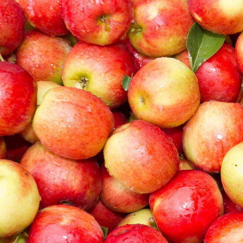 Raw Red Organic Cosmic Crisp Apples Bunch Stock Photo by ©bhofack2 600846200