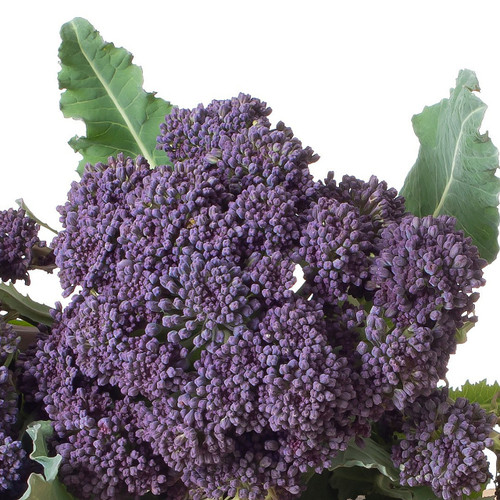 Organic Purple Broccoli