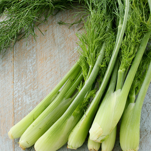Baby Fennel