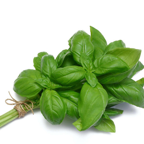 Living Organic Basil Herb