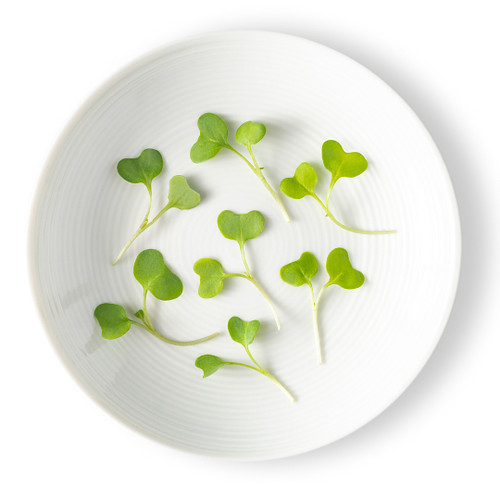 Micro Green Broccoli Bright