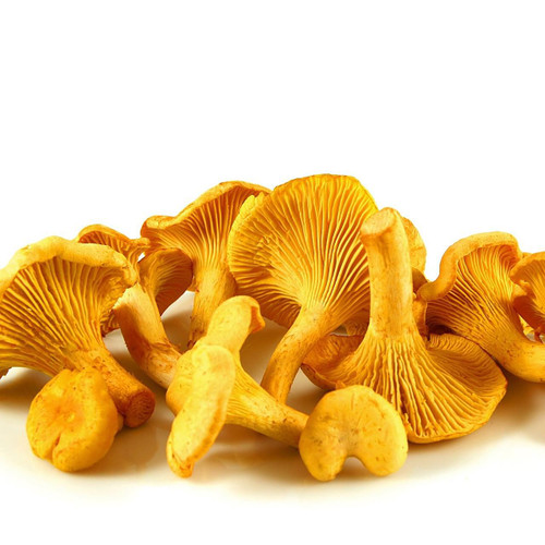 Chanterelle Mushroom Chanterelle Mushroom