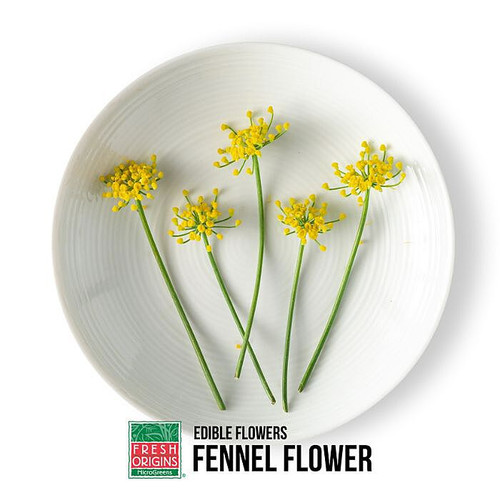 Edible Fennel Flower Edible Fennel Flower
