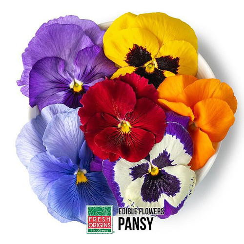Edible Pansy Flower Edible Pansy Flower
