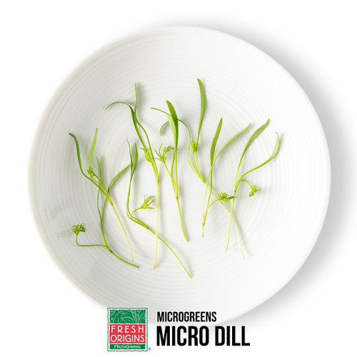 Micro Green Dill