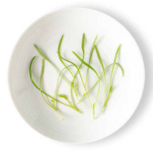 Micro Green Fennel